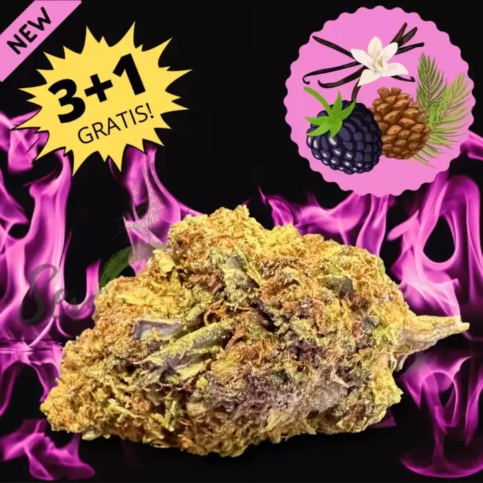 Red Devil Cannabis CBD Plus Seven Hemp