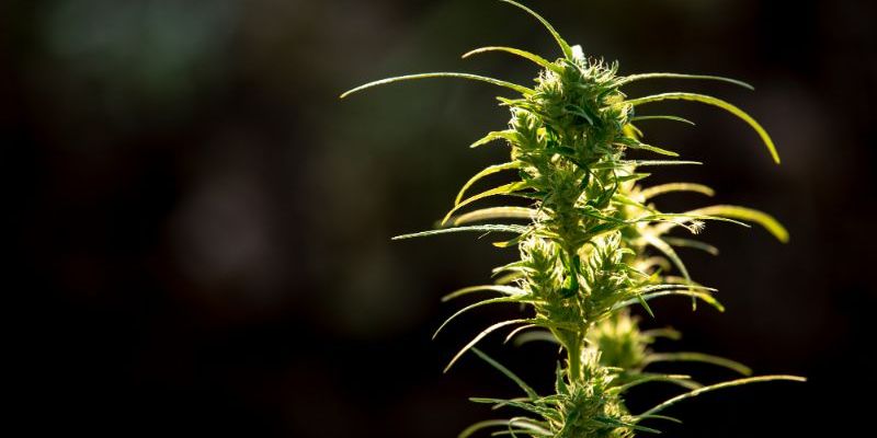 HASHISH LEGALE: Cosa Bisogna Sapere?