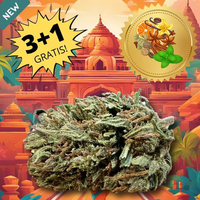 Oriental Trip cannabis CBD