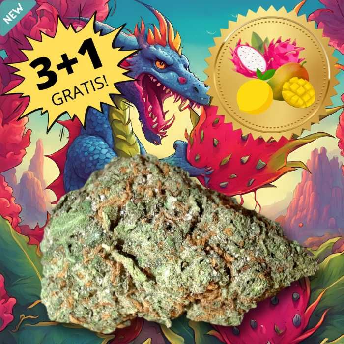 Dragon Punch canapa legale