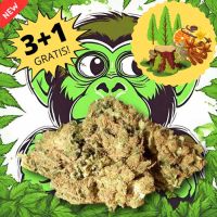 Stoned Monkey cannabis special