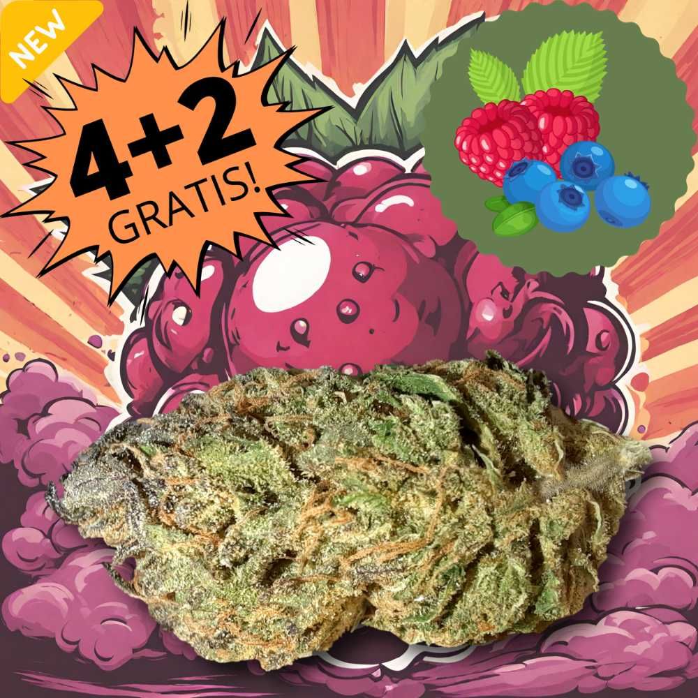 TNT Berry marijuana CBD