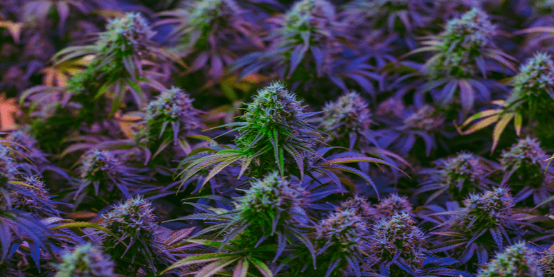 I cicli di crescita della pianta di marijuana