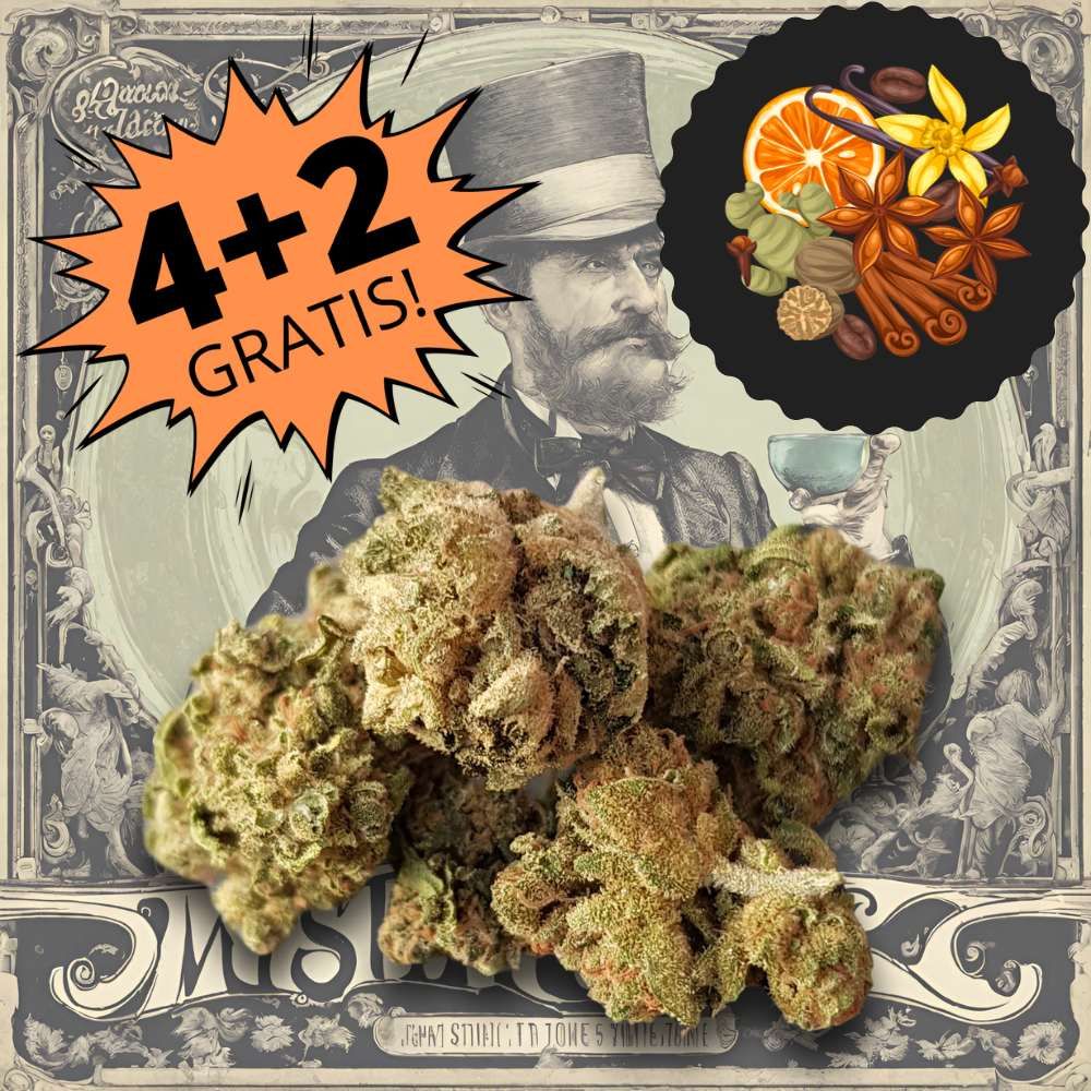 Mister Tonic small buds cannabis