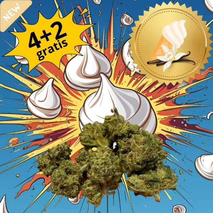 Meringa Exlplosion mini Bud