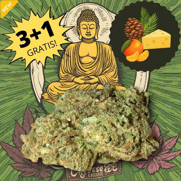 Buddha Cheese CBD