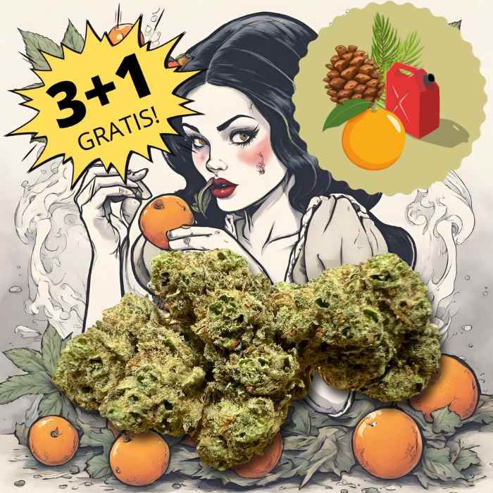 Orange Skunk cannabis CBD Plus