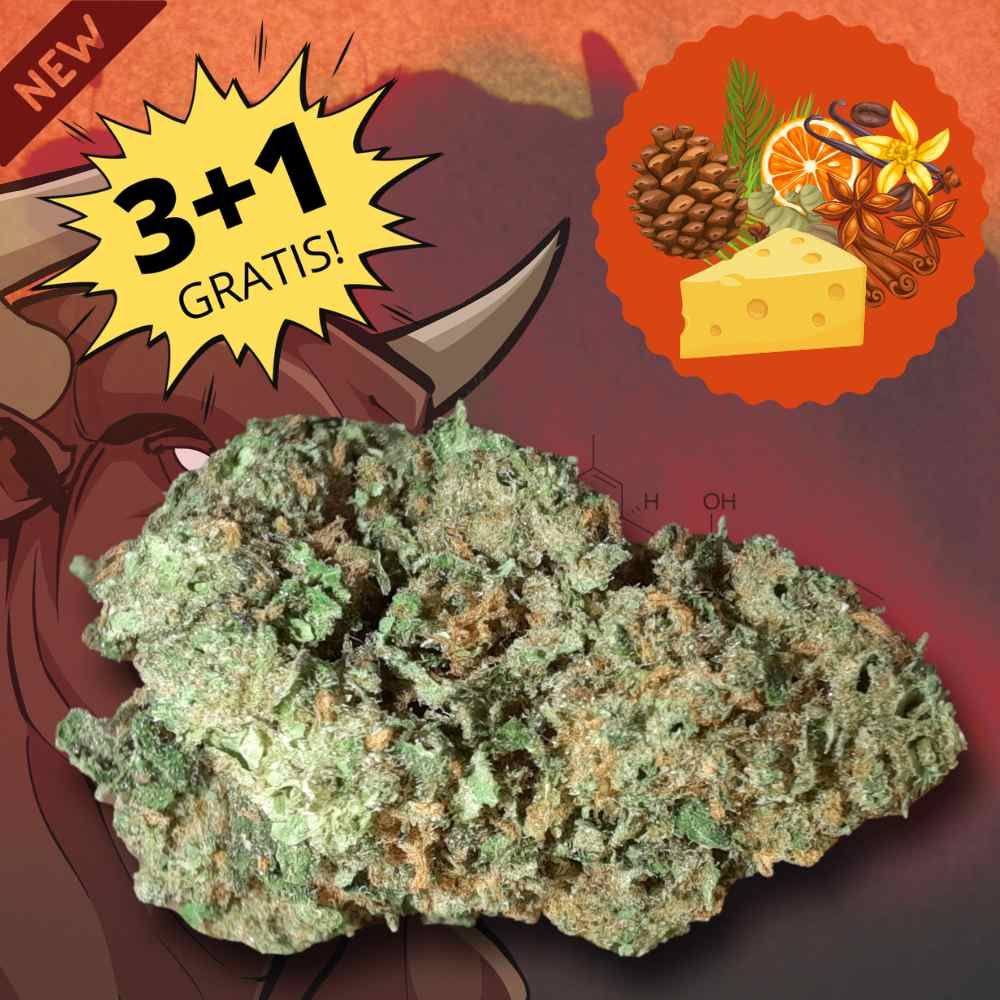 Cannabis Big Bull special edition