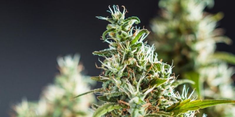 Tutte le Fake news sull’HHC