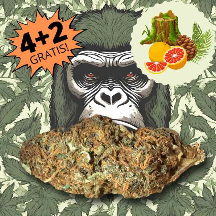 Gorillaz Skunk cannabis