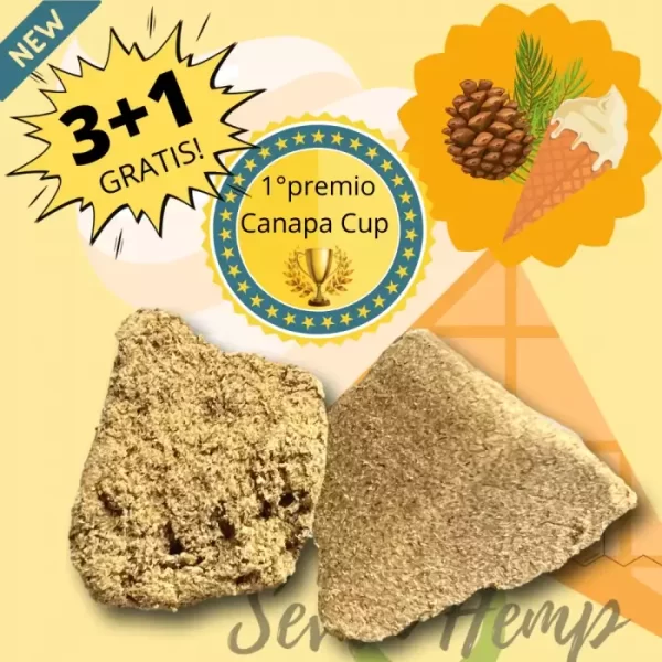 Hashish dry Coni Cream