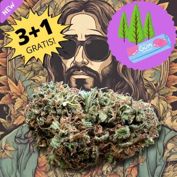 Cannabis legale Jesus Kush Seven Hemp